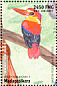 Rufous-backed Kingfisher Ceyx rufidorsa