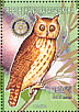 Madagascar Owl Asio madagascariensis