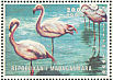 Greater Flamingo  Phoenicopterus roseus