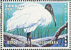 Malagasy Sacred Ibis Threskiornis bernieri