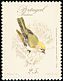 Common Firecrest Regulus ignicapilla