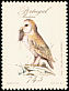 Western Barn Owl Tyto alba