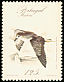 Zino's Petrel Pterodroma madeira  1987 Birds 