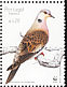 European Turtle Dove Streptopelia turtur