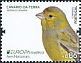 Atlantic Canary Serinus canaria