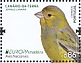 Atlantic Canary Serinus canaria