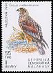 Pied Harrier Circus melanoleucos  1991 Birds 