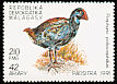 African Swamphen Porphyrio madagascariensis  1991 Birds 