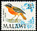 White-browed Robin-Chat Cossypha heuglini  1968 Birds 