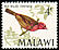 Red-billed Firefinch Lagonosticta senegala  1968 Birds 