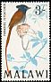 African Paradise Flycatcher Terpsiphone viridis  1968 Birds 