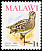 African Snipe Gallinago nigripennis  1975 Birds With wmk