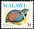 Blue Quail Synoicus adansonii  1975 Birds With wmk