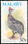 Helmeted Guineafowl Numida meleagris