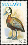 White-faced Whistling Duck Dendrocygna viduata  1975 Birds With wmk