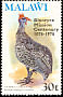 Helmeted Guineafowl Numida meleagris