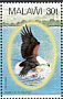 African Fish Eagle Icthyophaga vocifer  1983 African Fish Eagle Strip