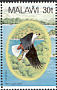 African Fish Eagle Icthyophaga vocifer