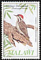 Stierling's Woodpecker Dendropicos stierlingi  1985 Audubon Upright wmk