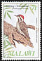 Stierling's Woodpecker Dendropicos stierlingi