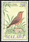 East Coast Akalat Sheppardia gunningi  1985 Audubon Upright wmk