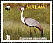 Wattled Crane Grus carunculata