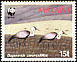 Wattled Crane Grus carunculata