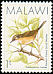 Evergreen Forest Warbler Bradypterus lopezi  1988 Birds 