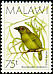 Green Barbet Stactolaema olivacea  1988 Birds 