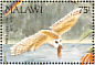 Western Barn Owl Tyto alba