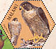 Peregrine Falcon Falco peregrinus