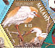 Western Cattle Egret Bubulcus ibis  2004 SAPOA Sheet