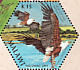 African Fish Eagle Icthyophaga vocifer