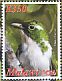 Klaas's Cuckoo Chrysococcyx klaas  2016 Birds of Malawi  MS MS MS MS MS MS