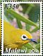 Northern Yellow White-eye Zosterops senegalensis  2016 Birds of Malawi  MS MS MS MS MS MS MS