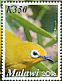 Northern Yellow White-eye Zosterops senegalensis