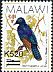 Waller's Starling Onychognathus walleri