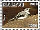 Mountain Wagtail Motacilla clara