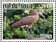 Hamerkop Scopus umbretta