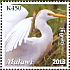 Western Cattle Egret Bubulcus ibis  2018 Malawi indigenous birds  MS