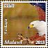 African Fish Eagle Haliaeetus vocifer  2018 Malawi indigenous birds  MS MS MS MS MS