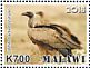 White-backed Vulture Gyps africanus  2018 Vultures Sheet
