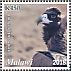 Cinereous Vulture Aegypius monachus  2018 Vultures  MS