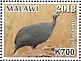 Helmeted Guineafowl Numida meleagris