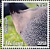 Helmeted Guineafowl Numida meleagris