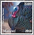 Wild Turkey Meleagris gallopavo  2019 Domesticated birds  MS MS MS