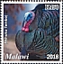 Wild Turkey Meleagris gallopavo