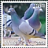 Rock Dove Columba livia  2019 Domesticated birds  MS MS MS MS