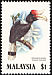 Rhinoceros Hornbill Buceros rhinoceros  1983 Hornbills of Malaysia 