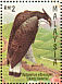 Blyth's Hawk-Eagle Nisaetus alboniger